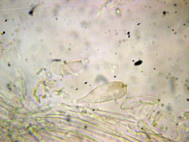 Amanita vaginatae da determinare
